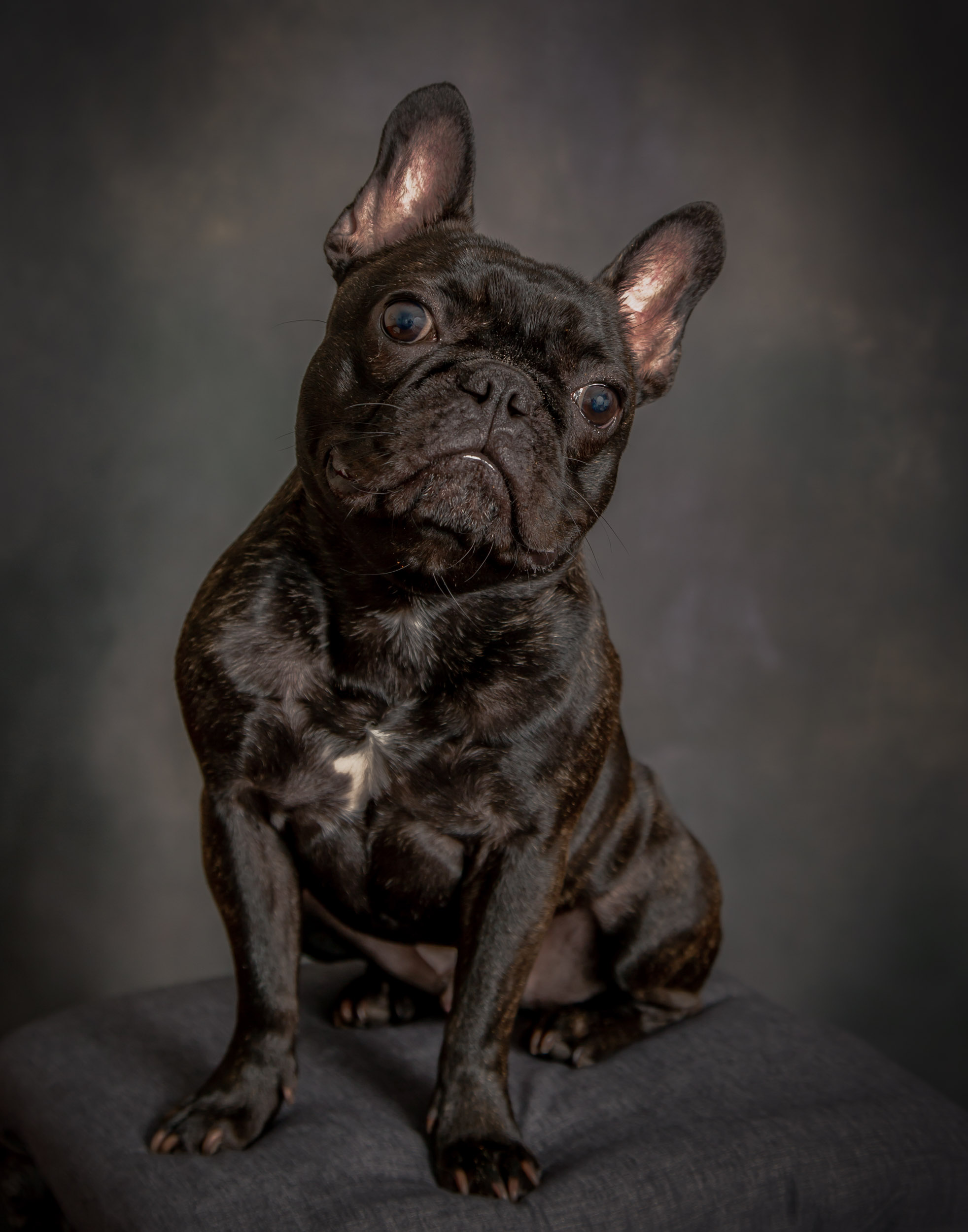Frenchie Dog Pet Photography Portrait