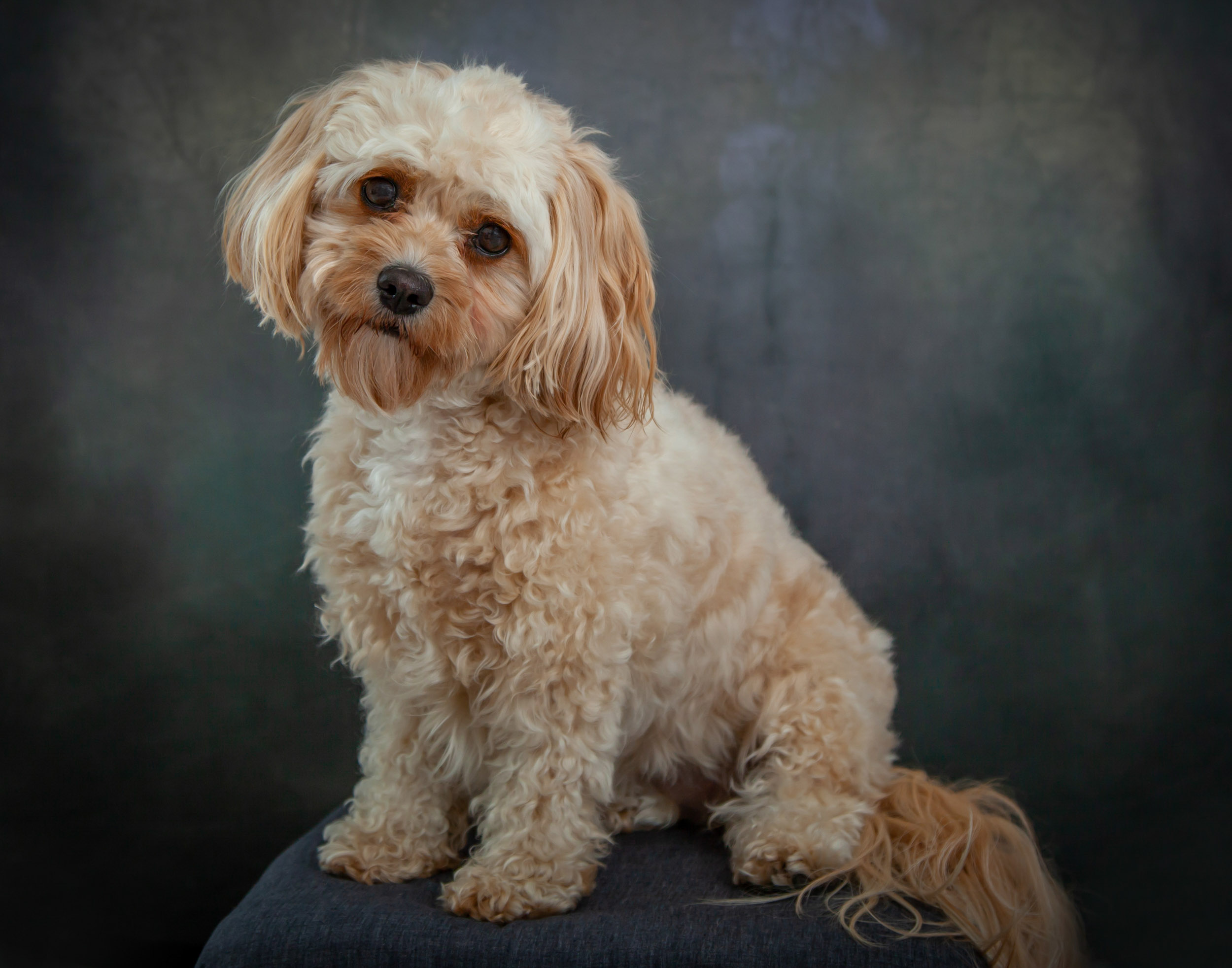 Cavapoo Dog Pet Photography Portrait