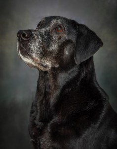 Black Lab Senior Dog Pet Photography Portrait