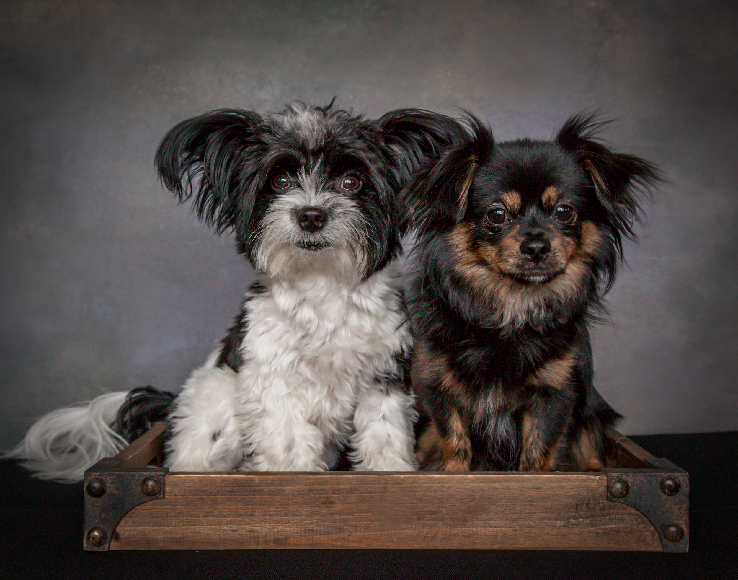 Puppy Dog Pet Photography Portrait