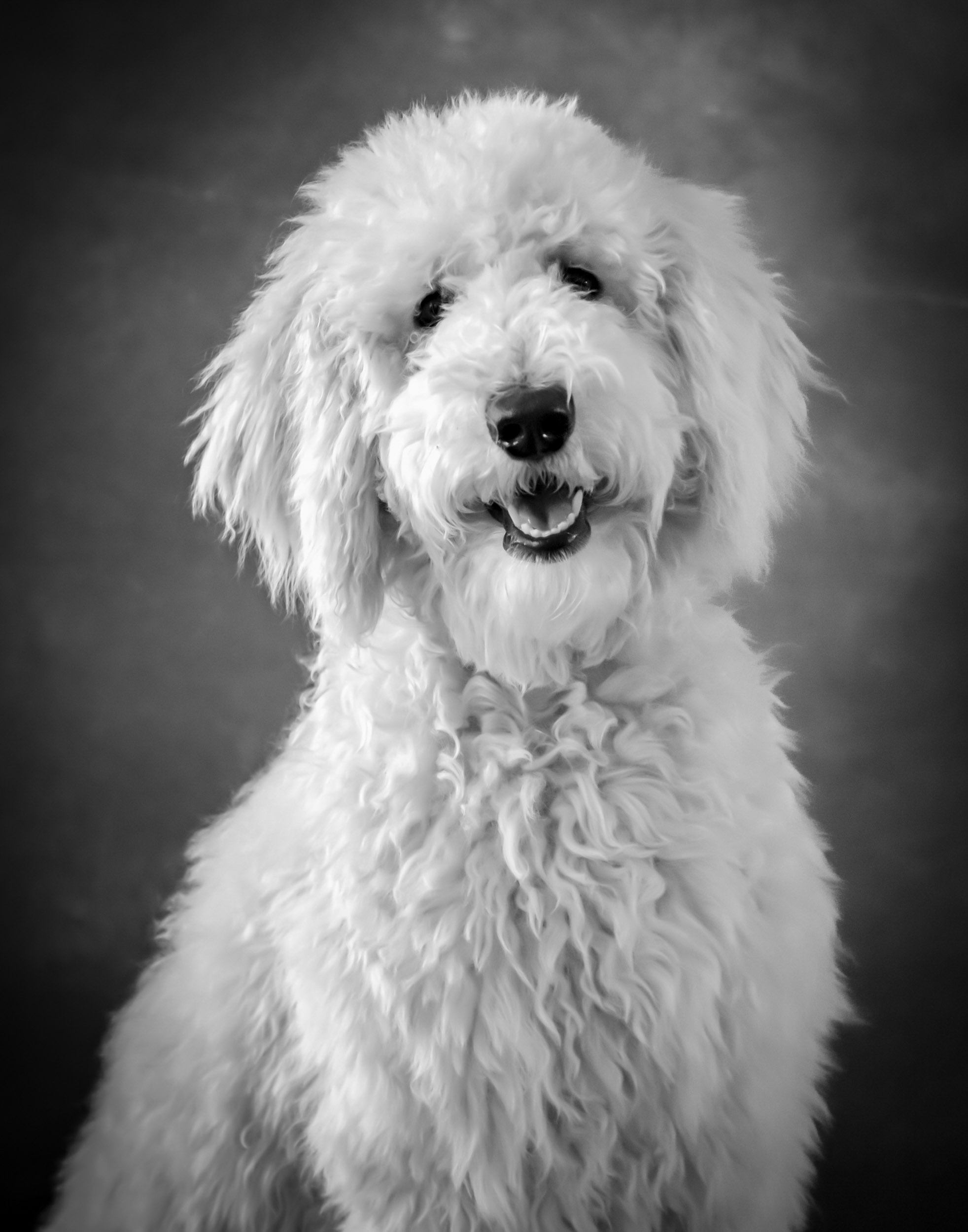 Golden Doodle Puppy Dog Pet Photography Portrait