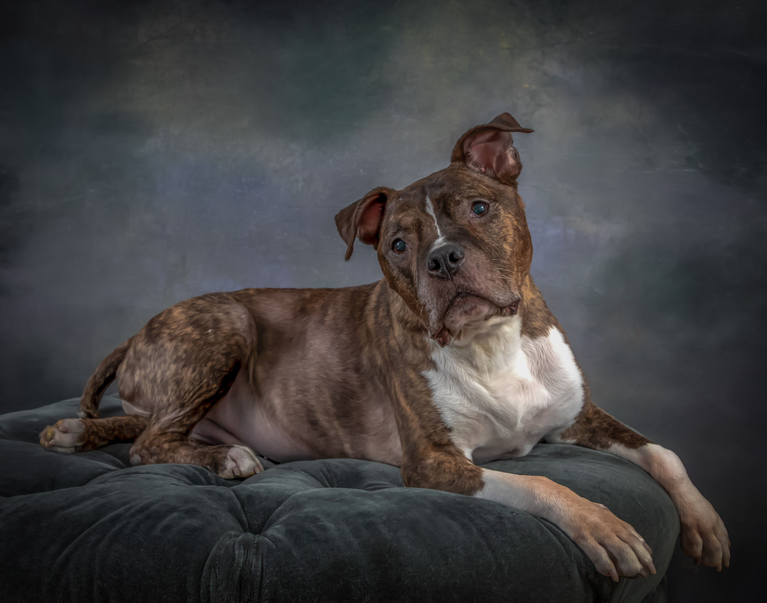 Pit Bull Senior Dog Pet Photography Portrait