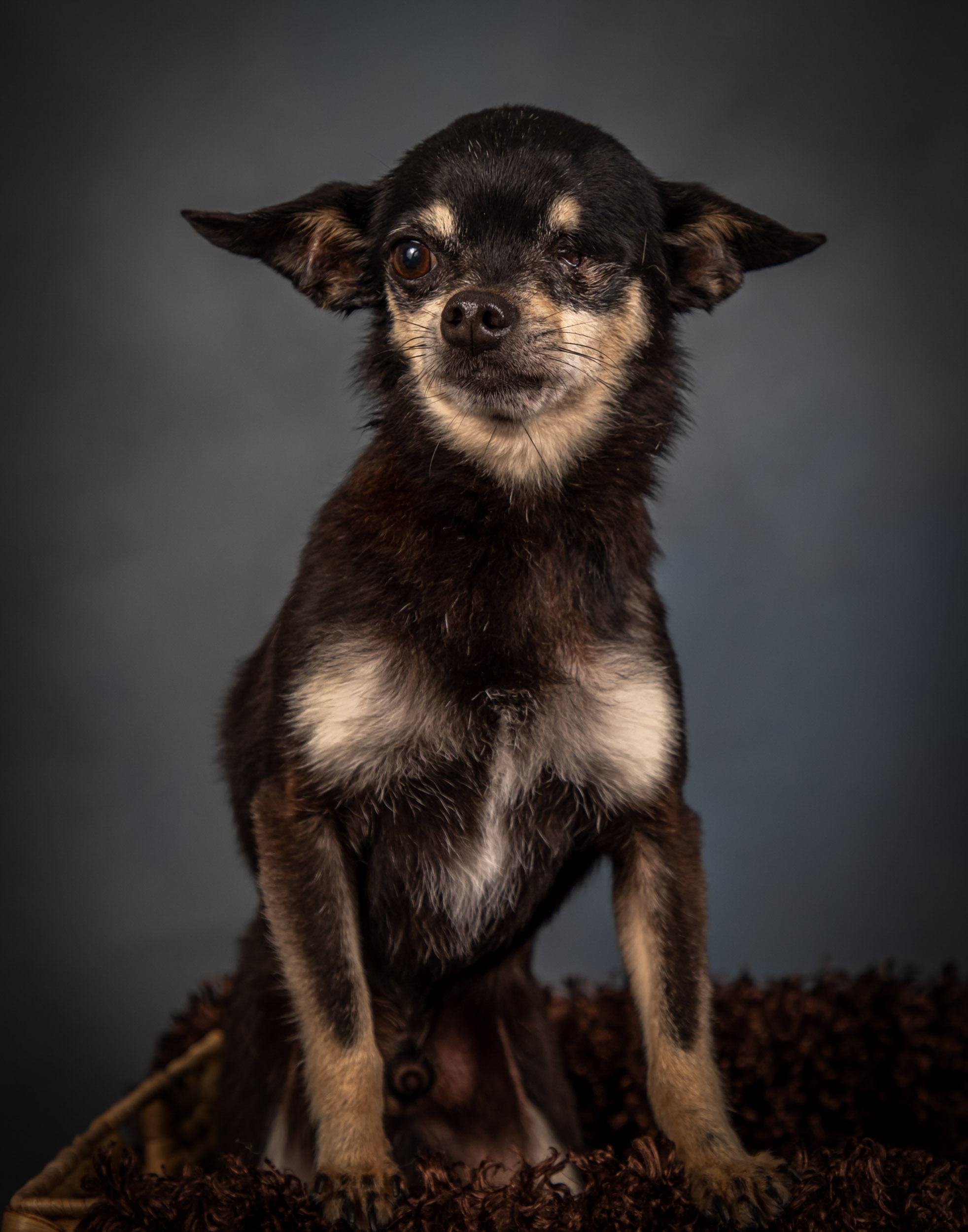 Chihuahua Senior Dog Pet Photography Portrait