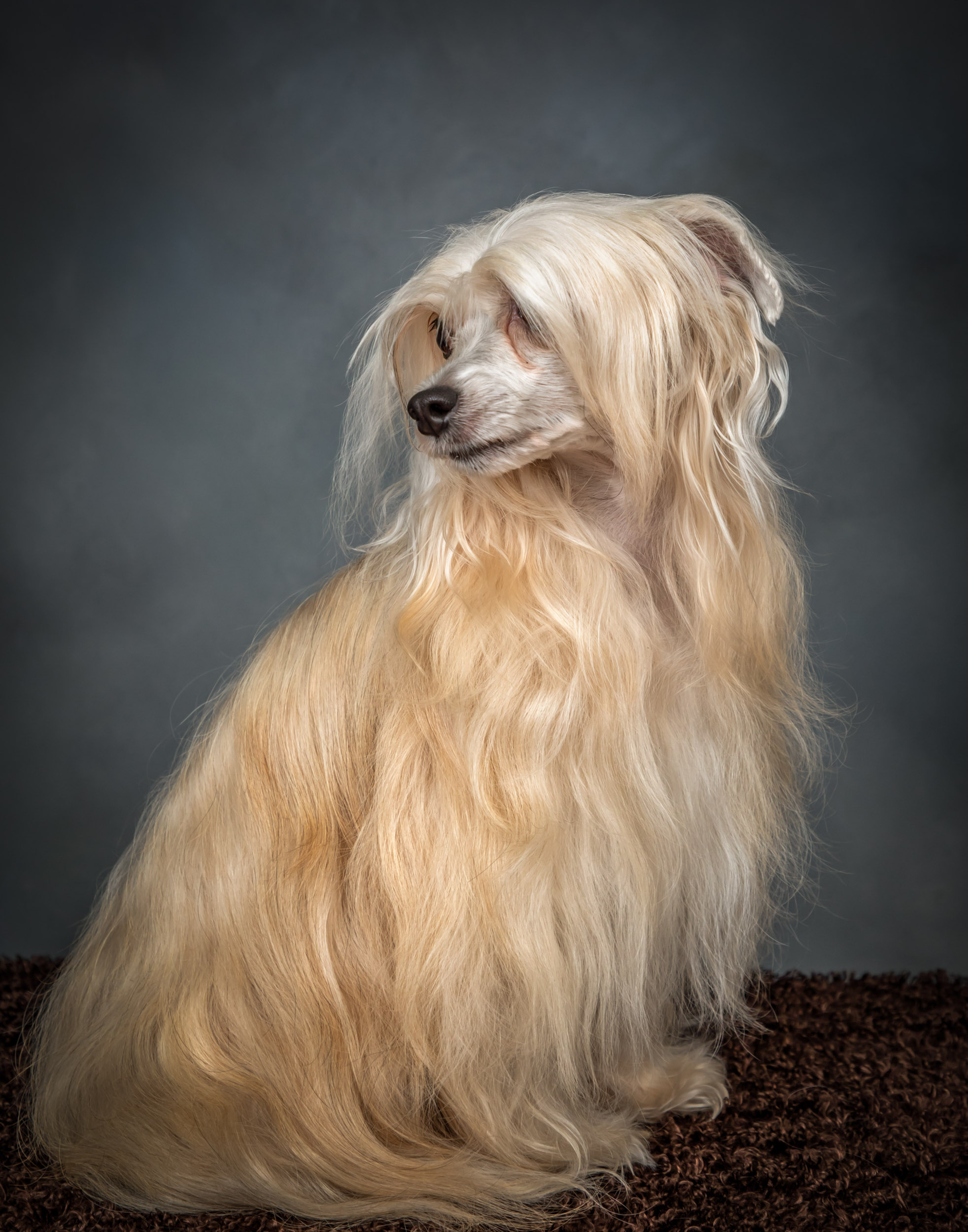 Silky Chinese Crested Dog Pet Photography Portrait