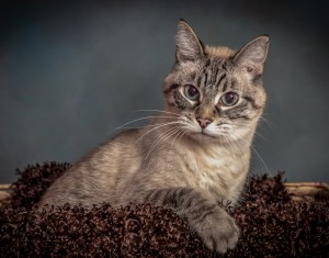 Kitty Cat Pet Photography Portrait