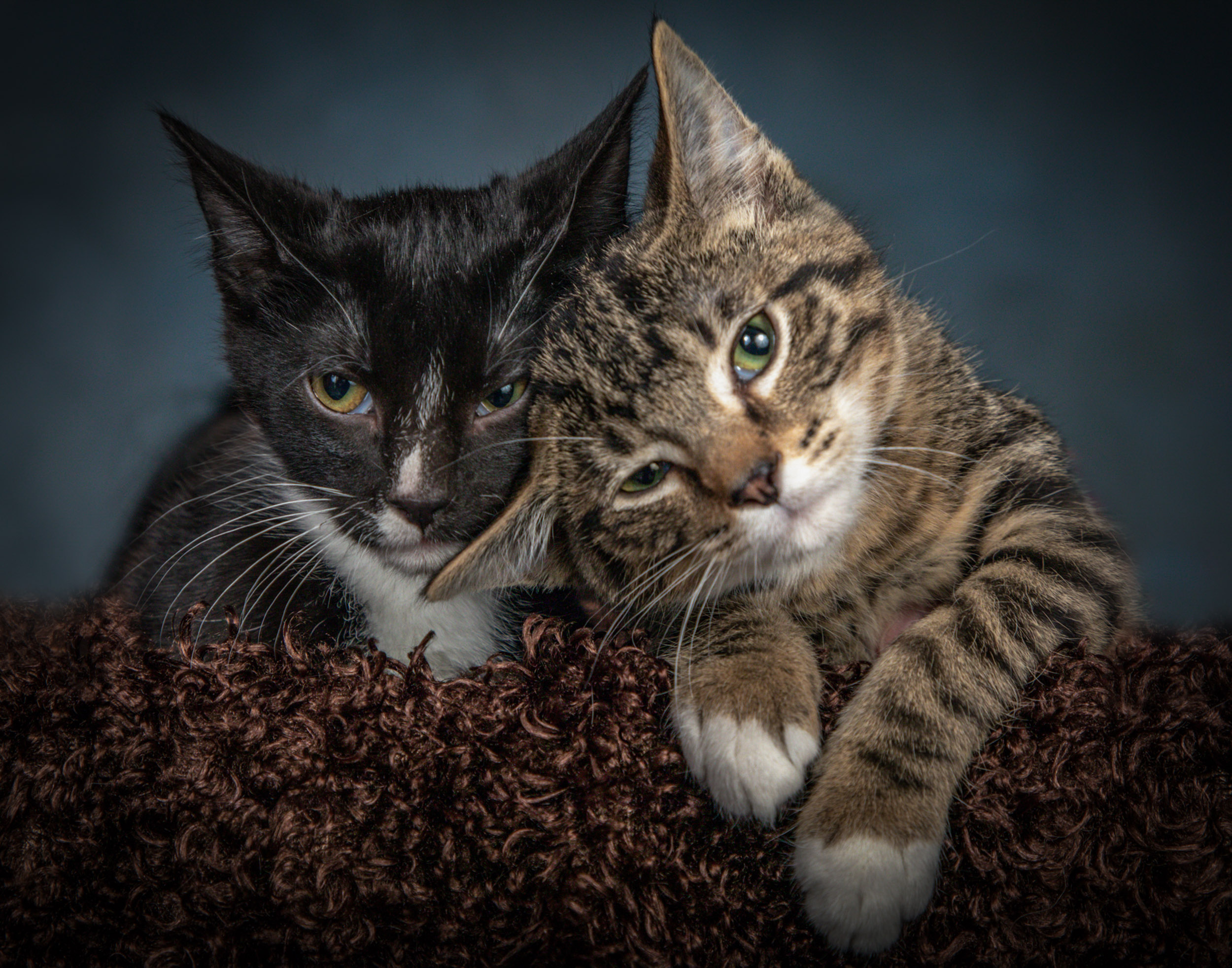 Kitten Pet Photography Portrait