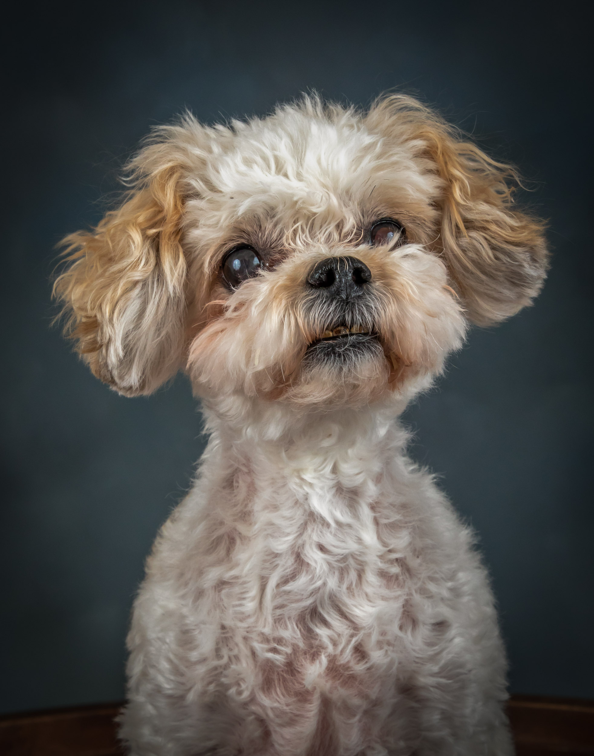 Cavapoo Dog Pet Photography Portrait