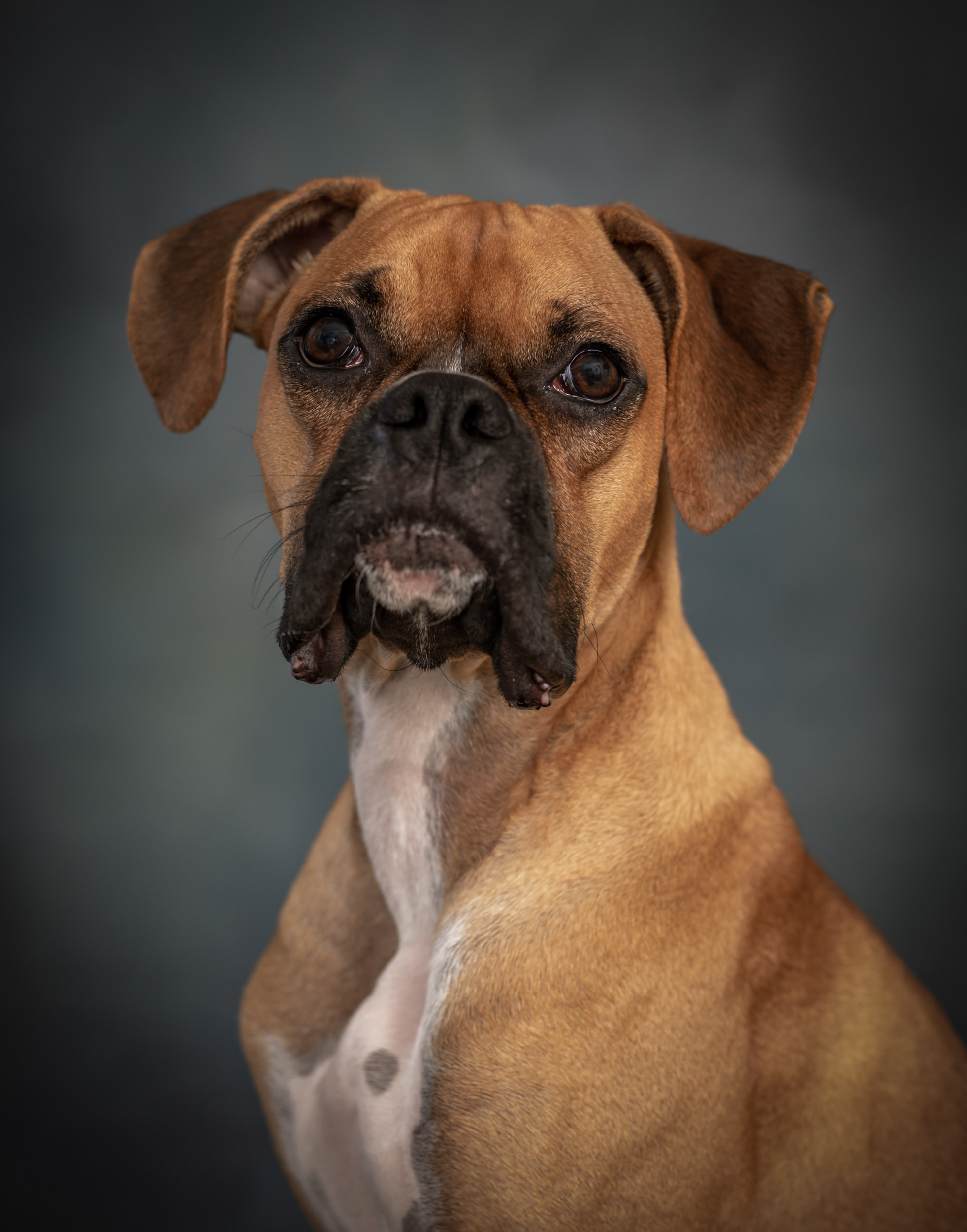 Boxer Puppy Dog Pet Photography Portrait