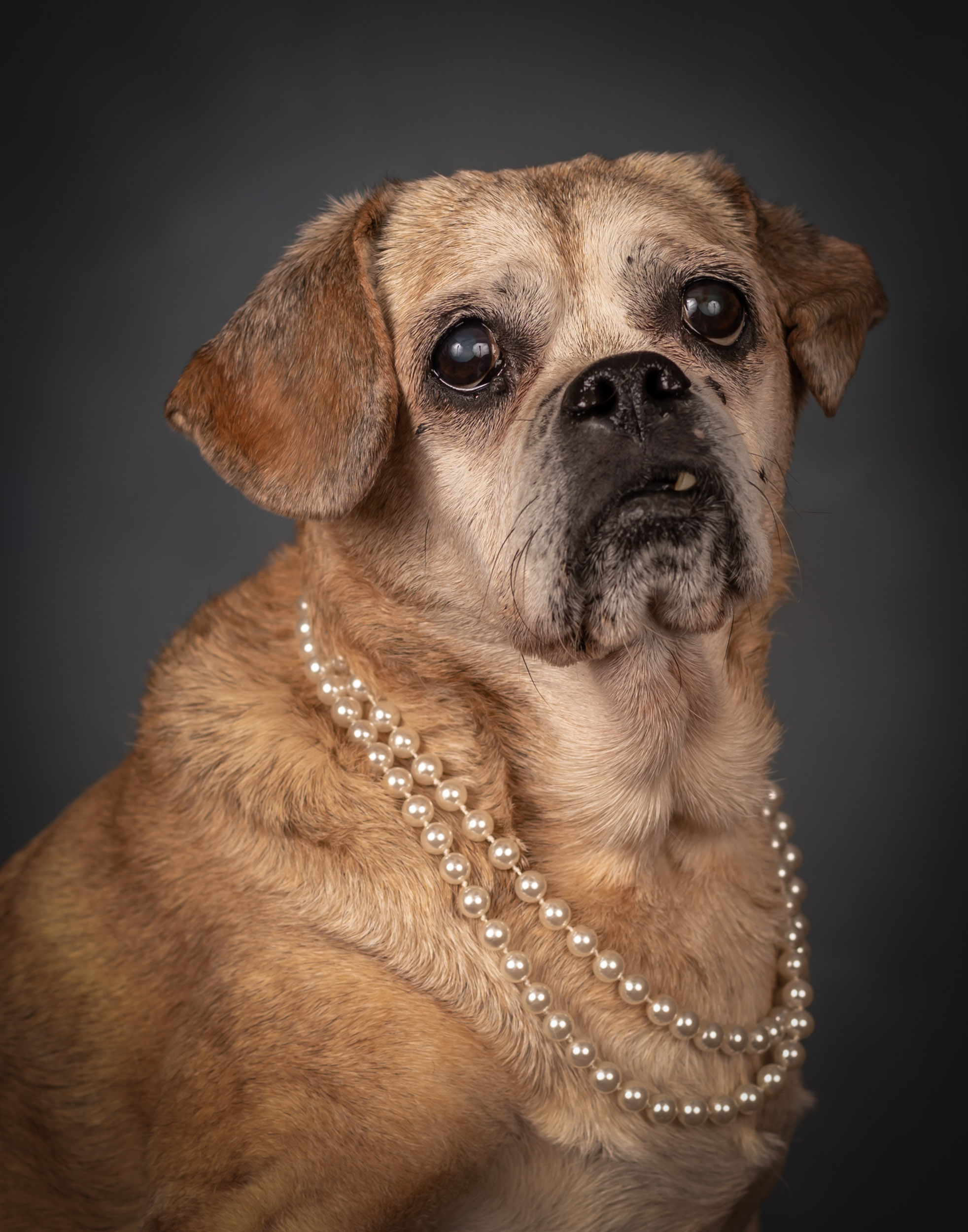 Pug Senior Dog Pet Photography Portrait
