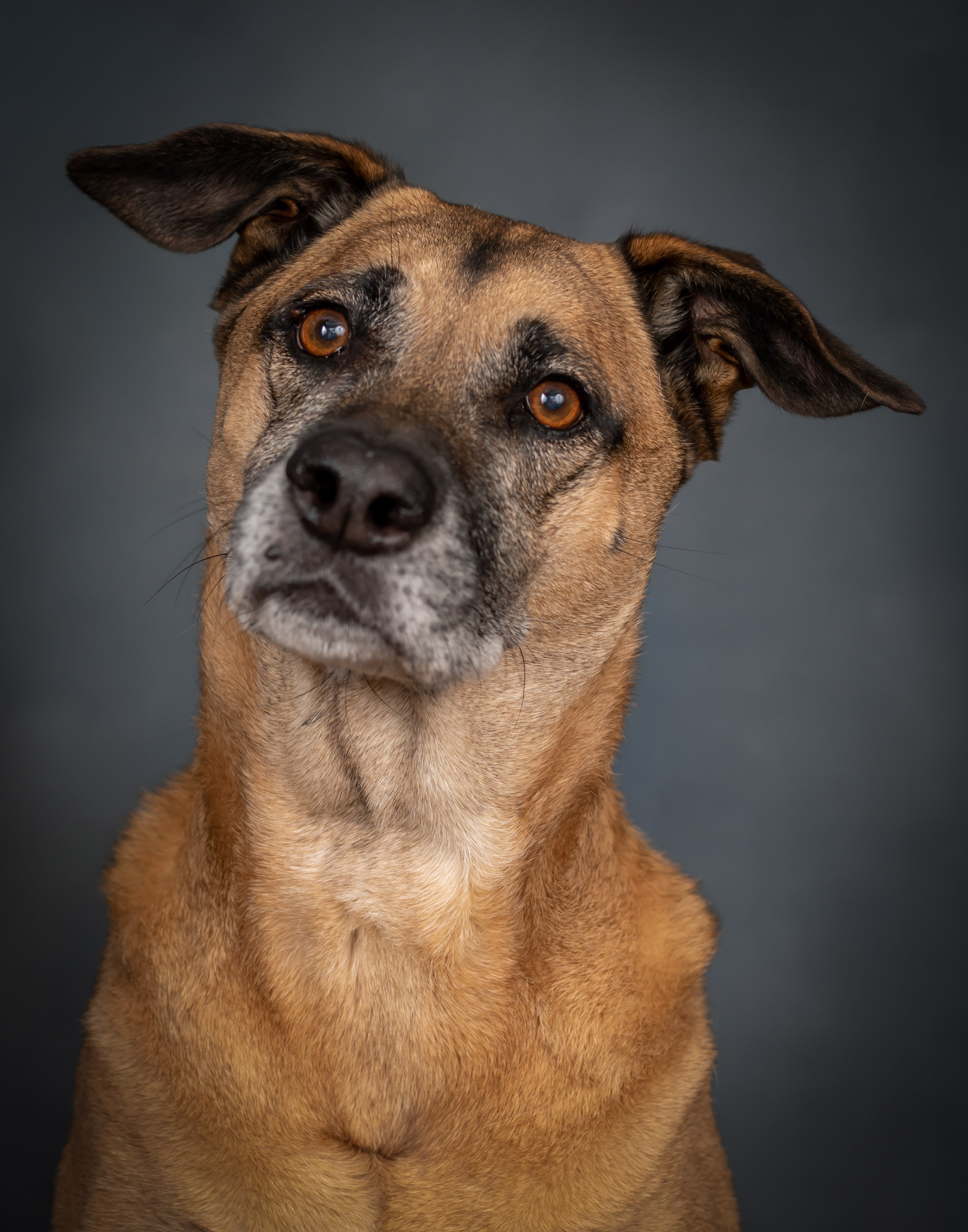 Lab Mix Dog Pet Photography Portrait