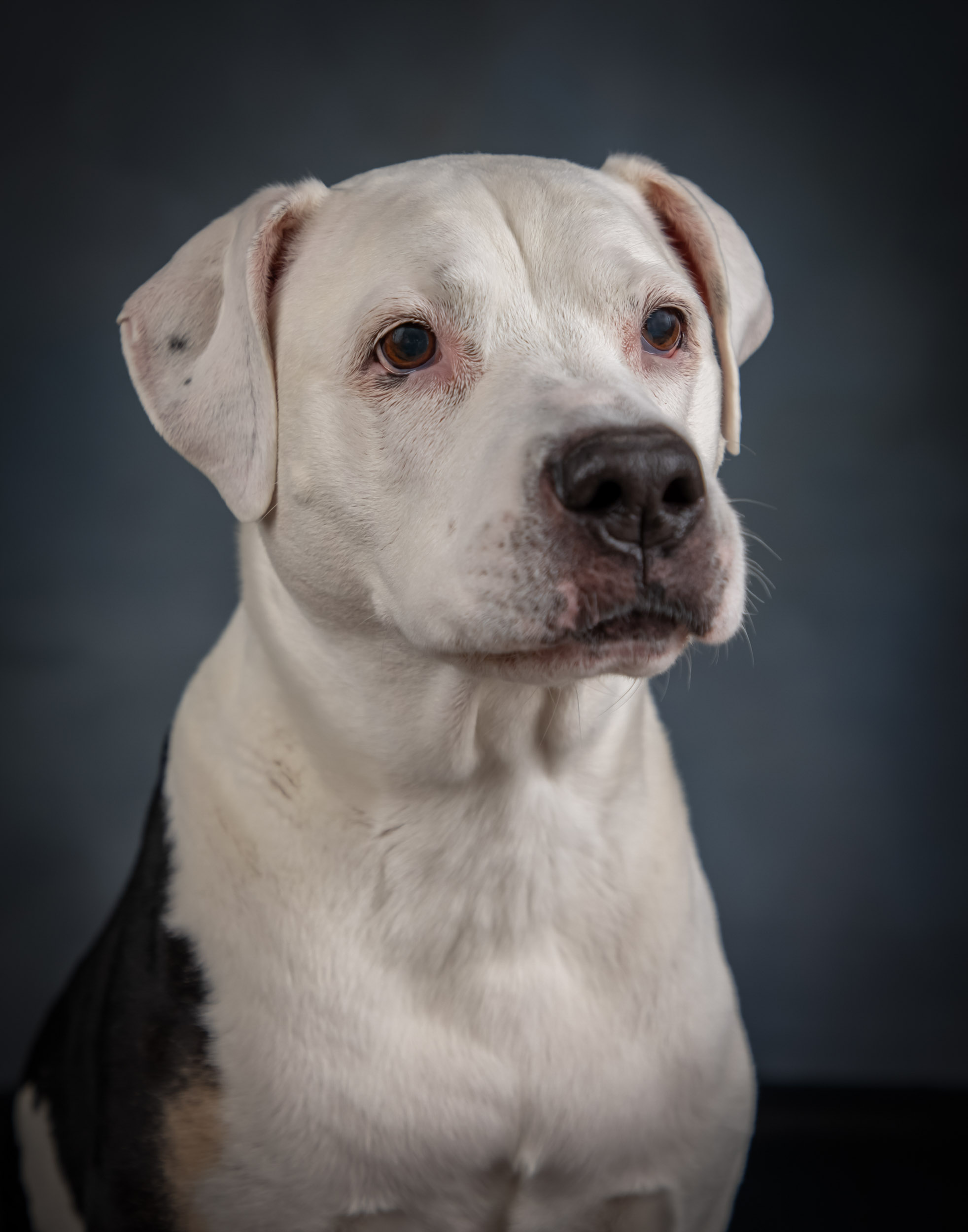 Staffordshire Bull Terrier Senior Dog Pet Photography Portrait