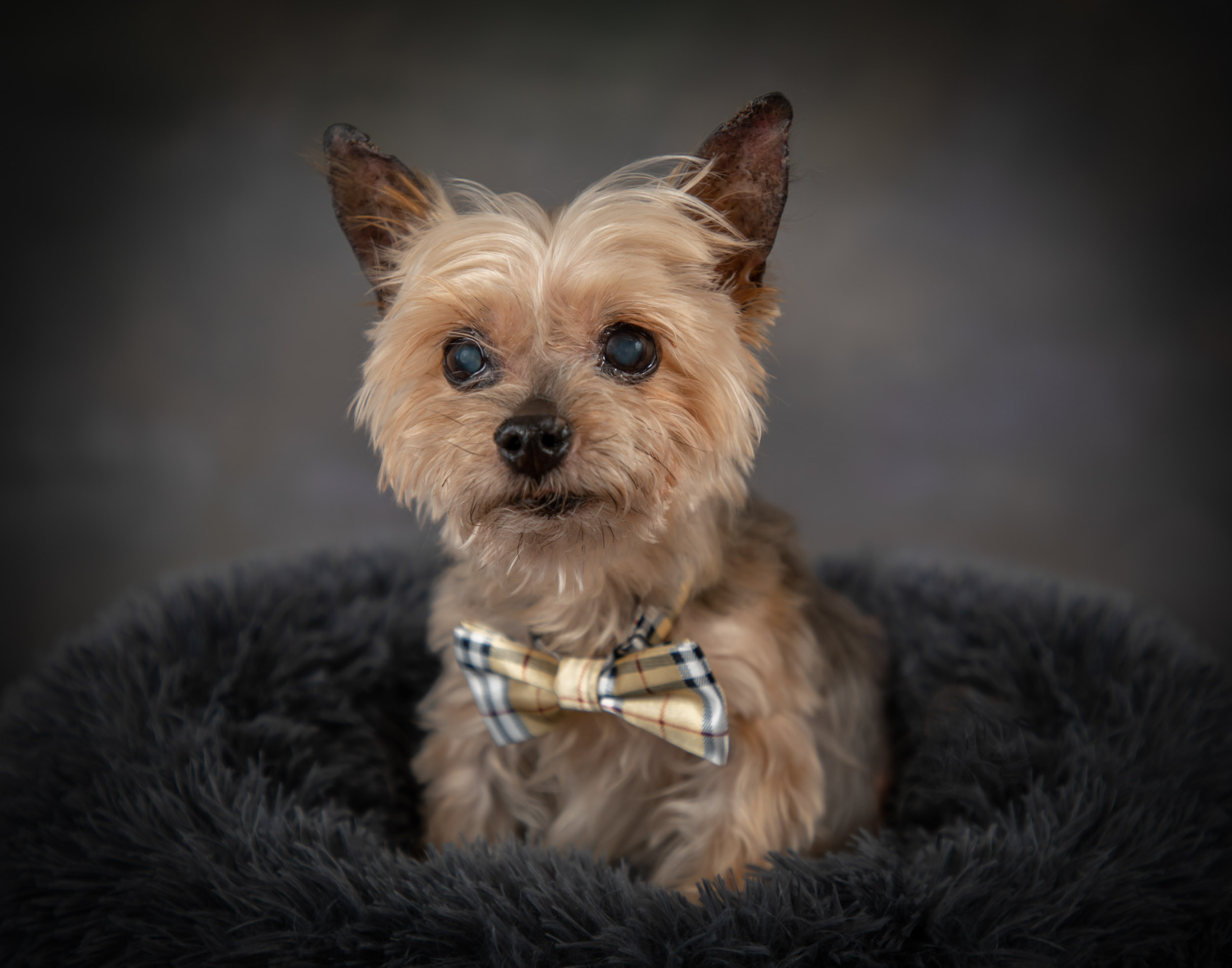 Yorkie Senior Dog Pet Photography Portrait