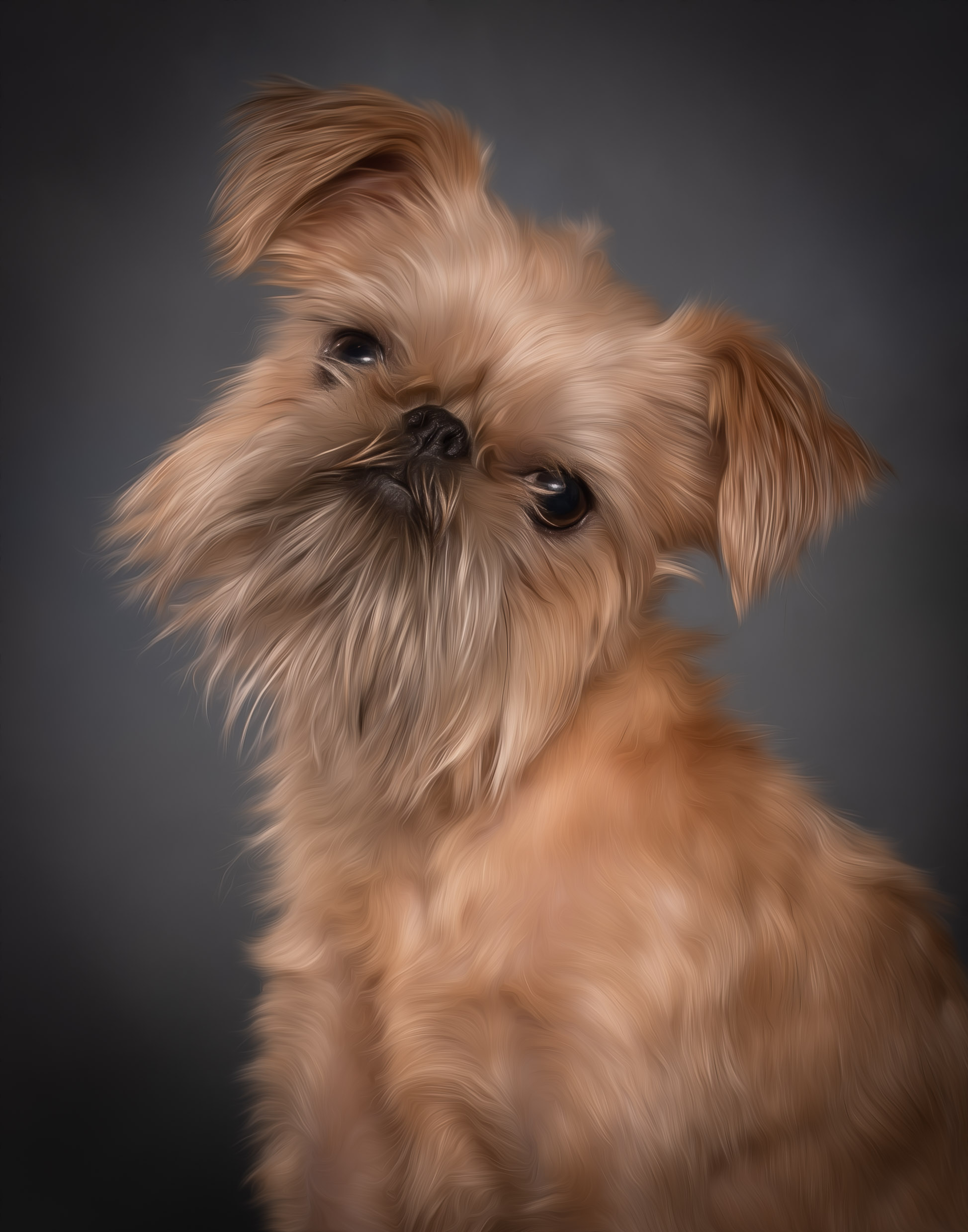 Brussels Griffon, pet portraits, pet photography